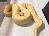 Proven Breeder Pastel Fire Banana Male Ball Python