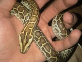Morph Burmese Pythons