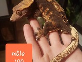 Plusieurs Gecko à crête mâle/multiple male crested gecko