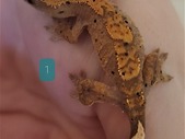 Baby Crested Geckos