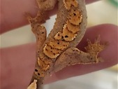 Baby Crested Geckos