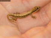 Mourning Gecko Adults