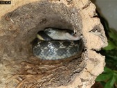 Adult Male Taiwanese beauty snake 
