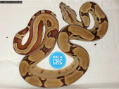 Emergency collection super sale - top notch Boas