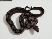 Nicaraguan Boas Motley DH  for NL Chocolate T+ / RDR BEA anery (T+ SNOW)