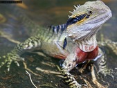 Looking for male australian water dragon