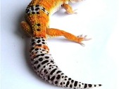 Leopard Geckos 