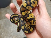 Baby ball python