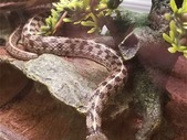 Male Texas Checkered Garter Snake