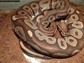 Ball Python and all accessories 