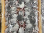 African Soft Fur Rats