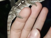 Baby nosybe panther chameleons
