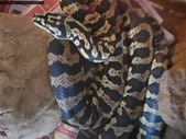 Jungle carpet python 
