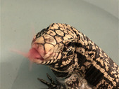 Male and Fmale Argentine Black And White Tegu