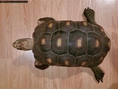 Female Red Foot Tortoise to rehome