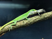 2 male Green anoles