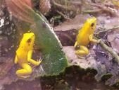 2020 Yellow P. Terribilis Froglets