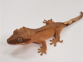  Eyelash Crested Gecko - creamsicle Dalmation