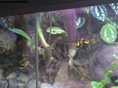Azureus & Leucomelas Dart Frogs; LED Lights