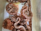 SUNSET Boas - Proven Pair and much More!!!
