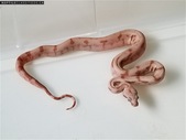 SUNSET Boas - Proven Pair and much More!!!