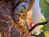 Male fire pastel spider ball python 