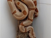 Collection sale - ALL must go - crazy deals! Boas and Geckos