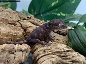 Collection sale - ALL must go - crazy deals! Boas and Geckos