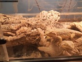 Two female beardies and large enclosure.