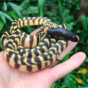 Is anyone in Canada breeding black-headed pythons (Aspidites melanocephalus)?