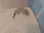 Frog eyed and leopard geckos 