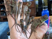 Captive bred baby mountain horned dragons