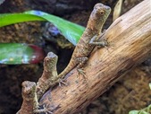 Captive bred baby mountain horned dragons