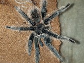 Couple of Mature Males for sale: L. parahybana and A. genic