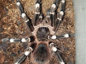 Couple of Mature Males for sale: L. parahybana and A. genic