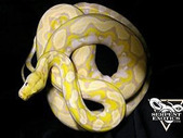 50%SuperDwarf Lavender Reticulated Python