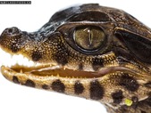 Spectacled & Cuvier Caimans
