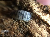 Isopods and starter kits