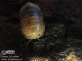 Isopods and starter kits