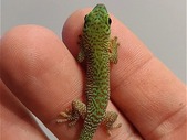Captive-bred Day Geckos