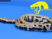 Golden Eye Pythons for sale