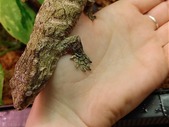 Pure Nuu Ami Leachianus Geckos