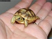 looking for a young female russian tortoise