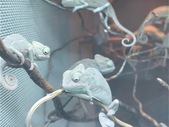 Baby Veiled chameleons (Chamaeleo calyptratus) For Sale.!!