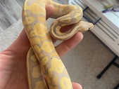 0.1 banana het albino
