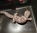 Male TUG Snow Leopard Gecko
