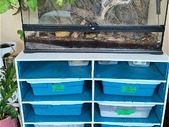 Entire ball python collection - deals on multiples