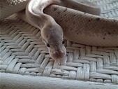 Entire ball python collection - deals on multiples