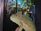 Veiled chameleon 
