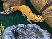 Rehoming leopard gecko and all supplies 